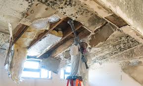 Best Mold Documentation for Insurance Claims  in USA